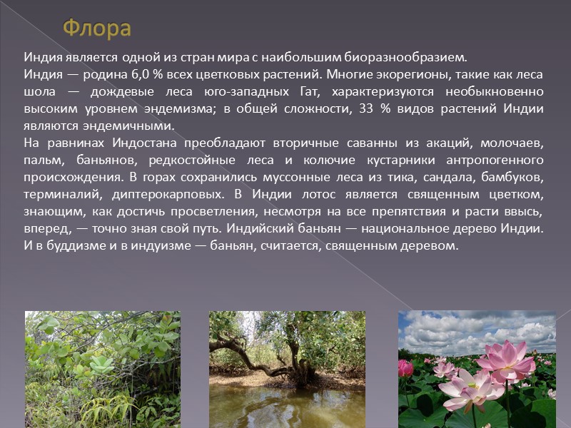 Флора Индия является одной из стран мира с наибольшим биоразнообразием.  Индия — родина